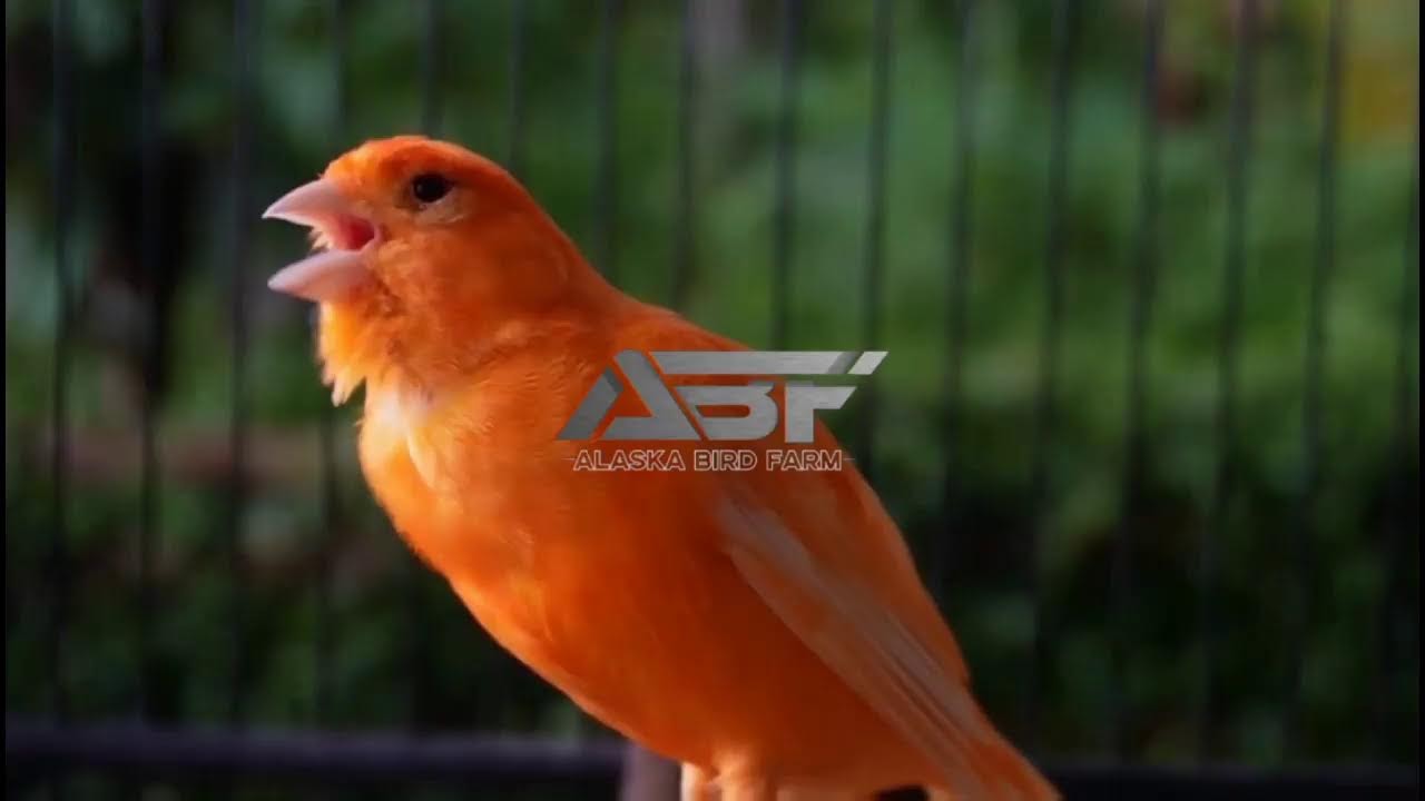 MASTERAN KENARI NGEROL PANJANG DAN GOYANG GOYANG