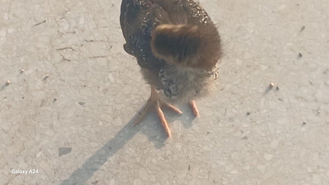 Mere naya 2 aseel chicks