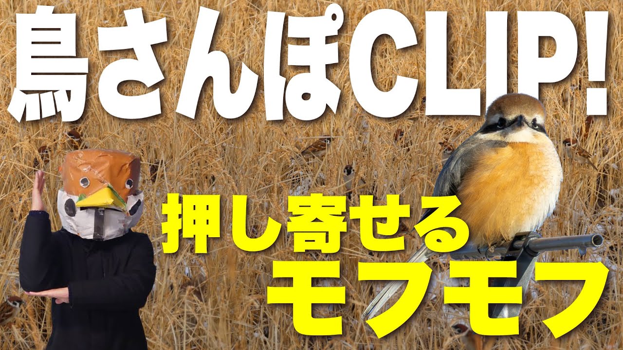 【鳥部ちゃんねる】vol.16　モフがモフって、モフの群れ！　忙しくてごめんなさい、CLIPバージョンですがお願いしますＳＰ( *´艸｀)