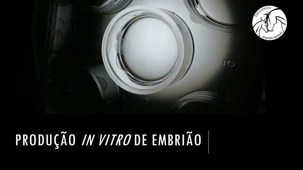Produção in vitro de embrião em animais domésticos