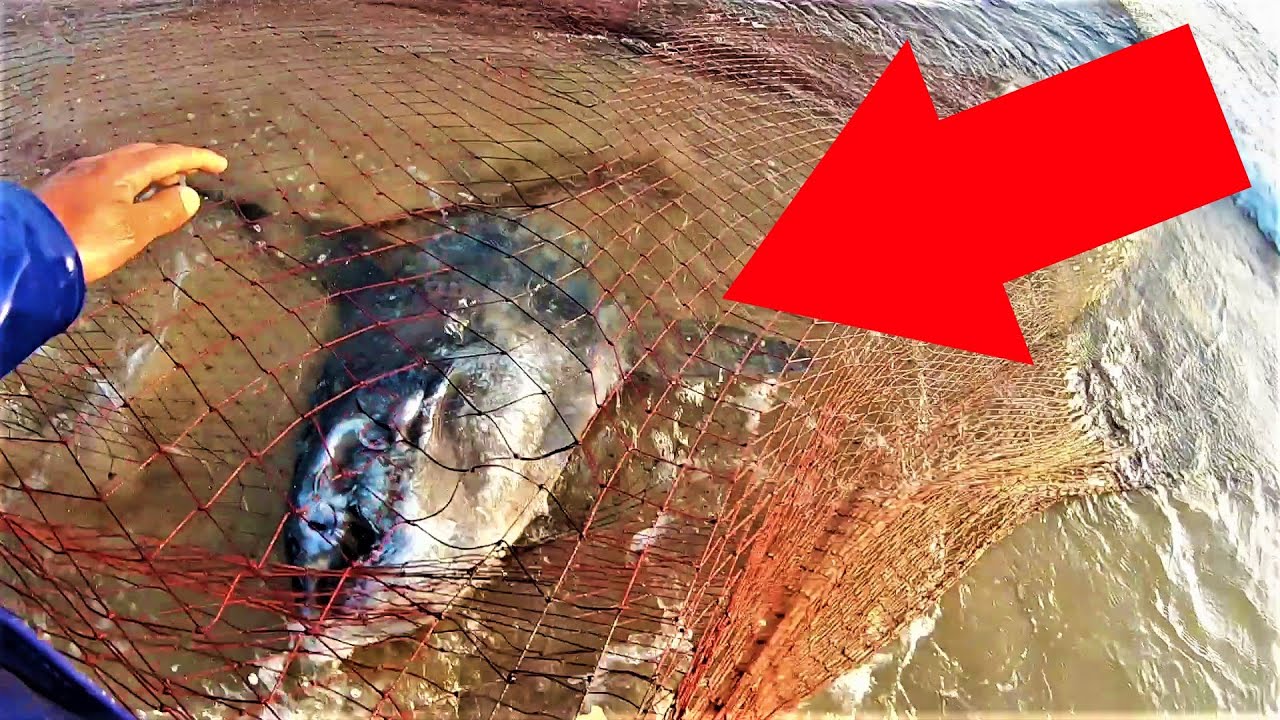 Peixe Lua, pesca Portugal, Arte xávega Costa da Caparica