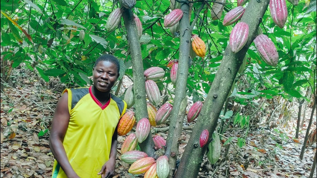 CACAO; Réussir Désormais la production