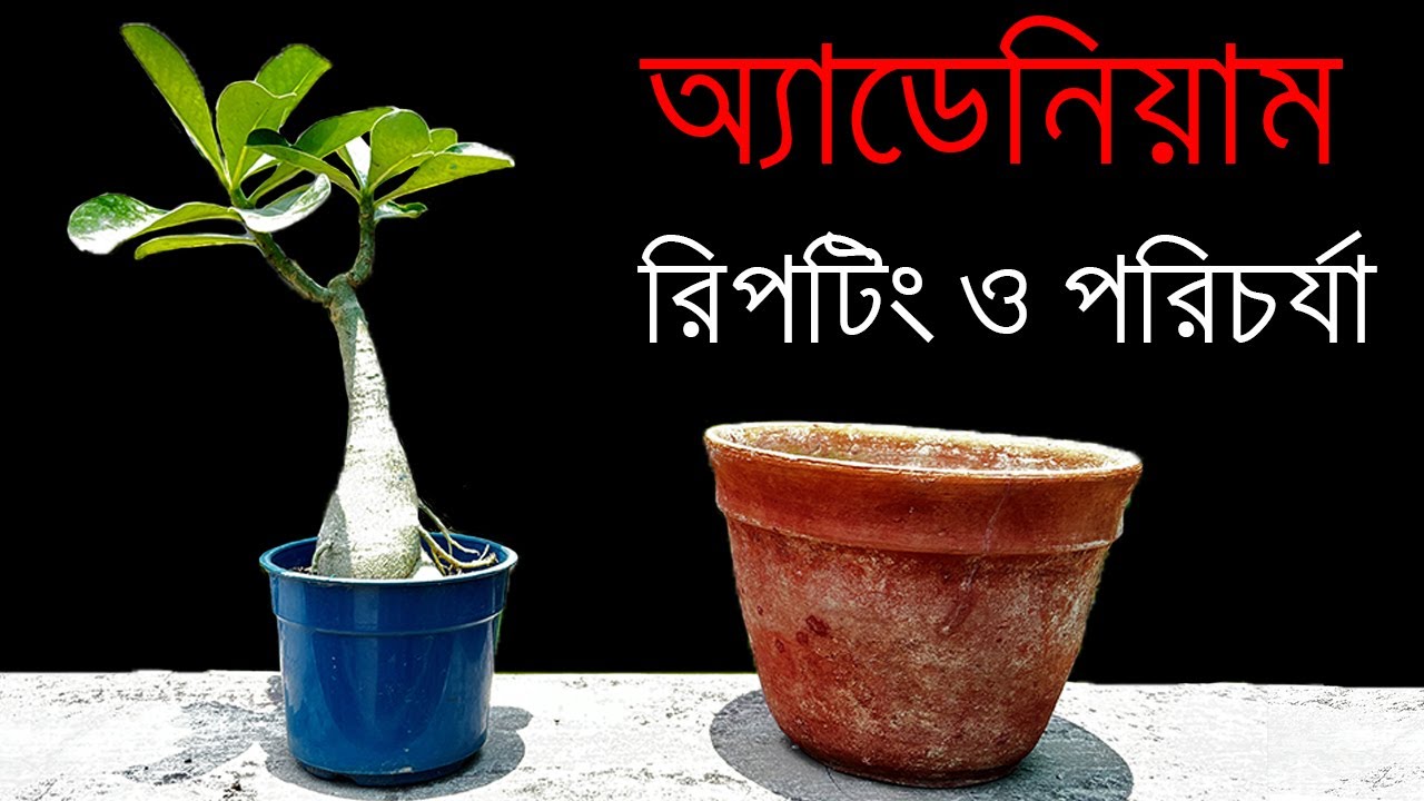 অ্যাডেনিয়াম গাছ নতুন টবে প্রতিস্থাপন ও পরিচর্যা / How to Repot Adenium Plants / Roof Gardening