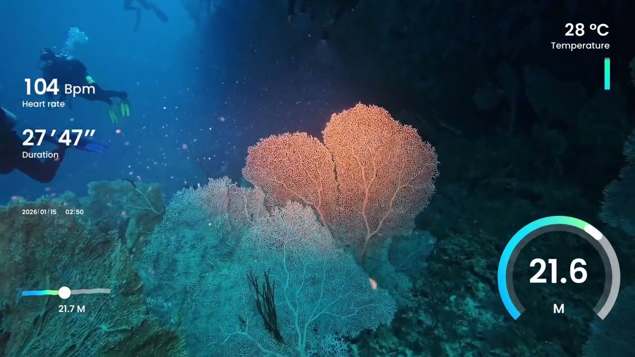 Dive 42 - Felicity Maldives - North Ari Atoll - Maalhos Thila (Spooky Octopus)