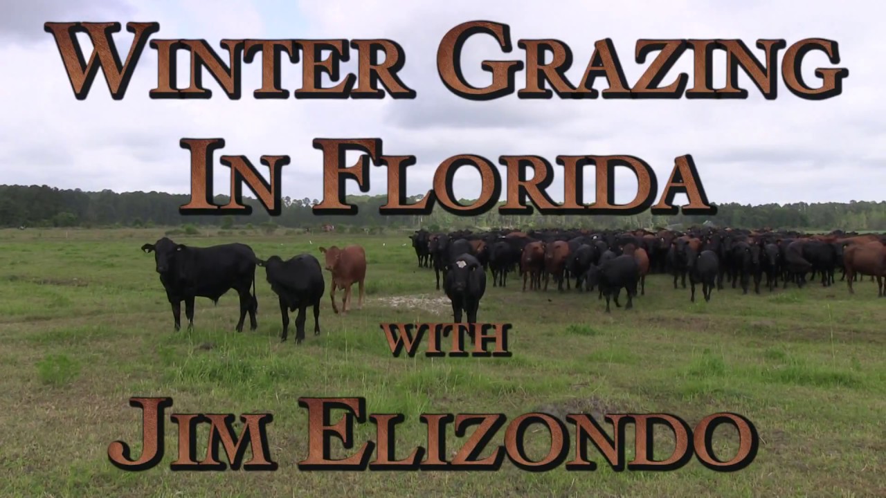Winter Grazing in Florida with Jim Elizondo