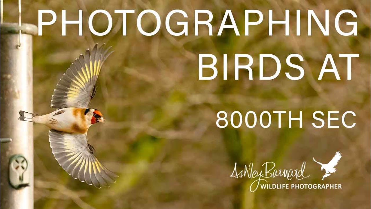 Photographing Birds at 8000th sec