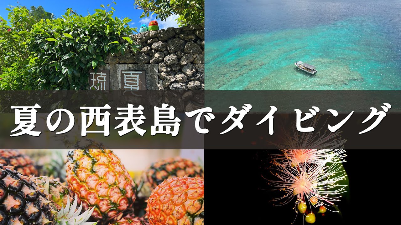 夏の西表島でダイビング