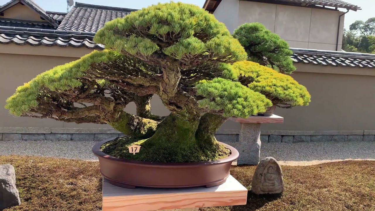 Hoshun-in/Seiji Morimae 森前誠二氏 #bonsaigarden #bonsai #hosyunin #芳春院 #盆栽の見方