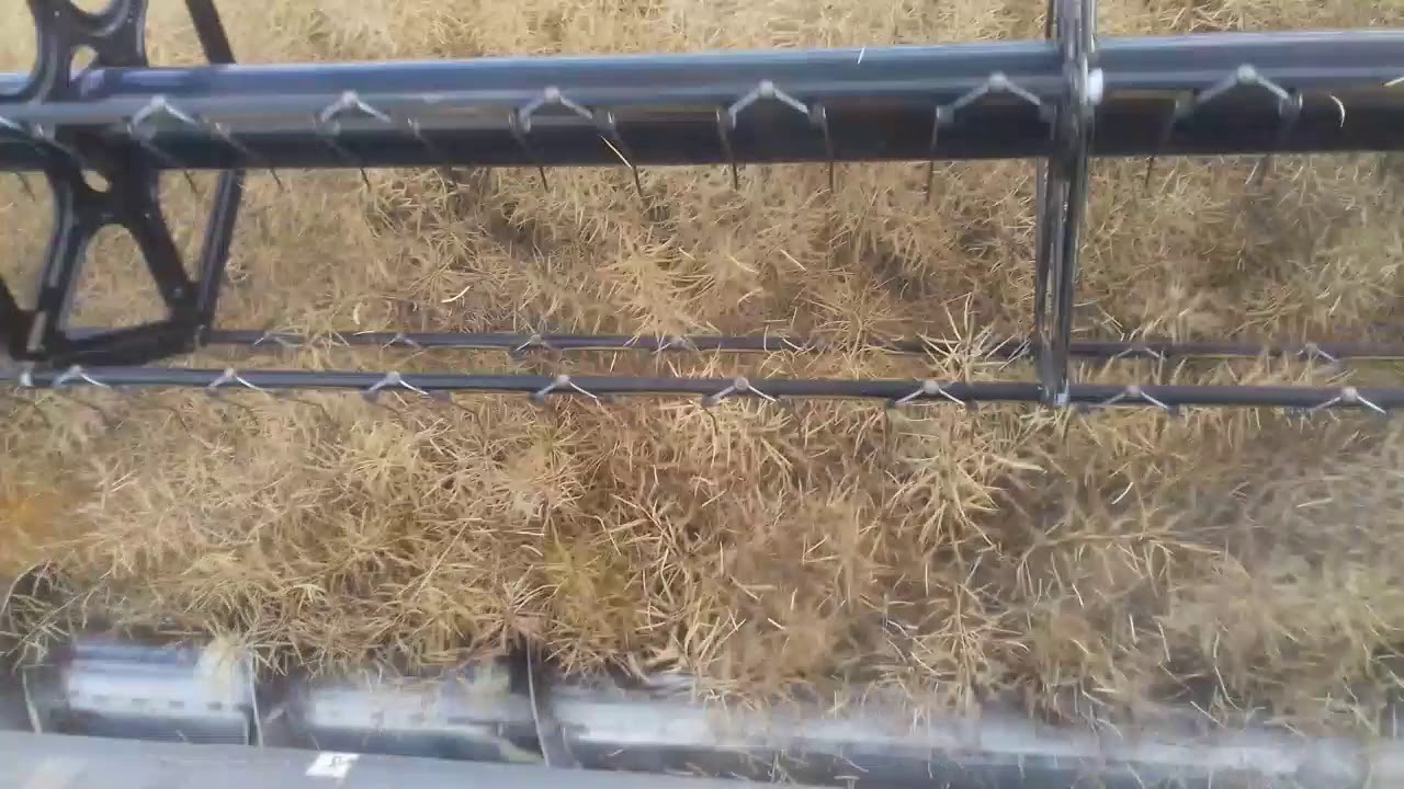 Комбайн Челленджер 647. Уборка Рапса урожайность 33ц/га)