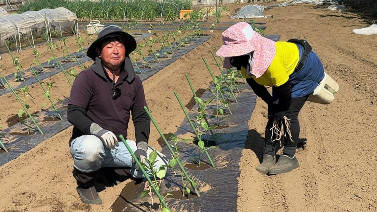 夏野菜栽培【ダブル８の字結び】風が吹いても倒れない仮支柱と野菜の結び方　25/5/2