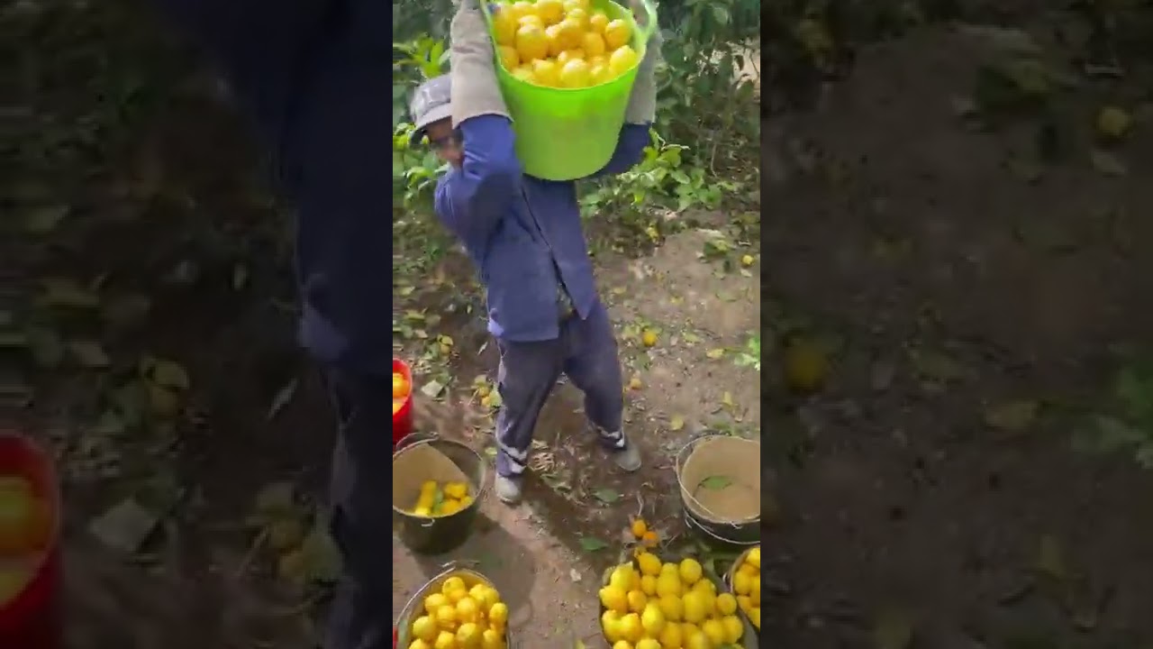 الحمد لله والشكر لله(🇪🇸 الخدمه موجوده في اسبانيا) 🍋🍋🏃🏃🏃🏃💶💶💶