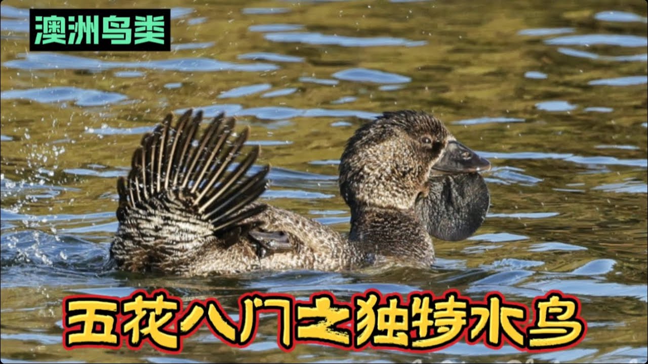 澳洲鸟类|五花八门之独特水鸟| Australian Birds | A Diverse Array of Unique Waterbirds