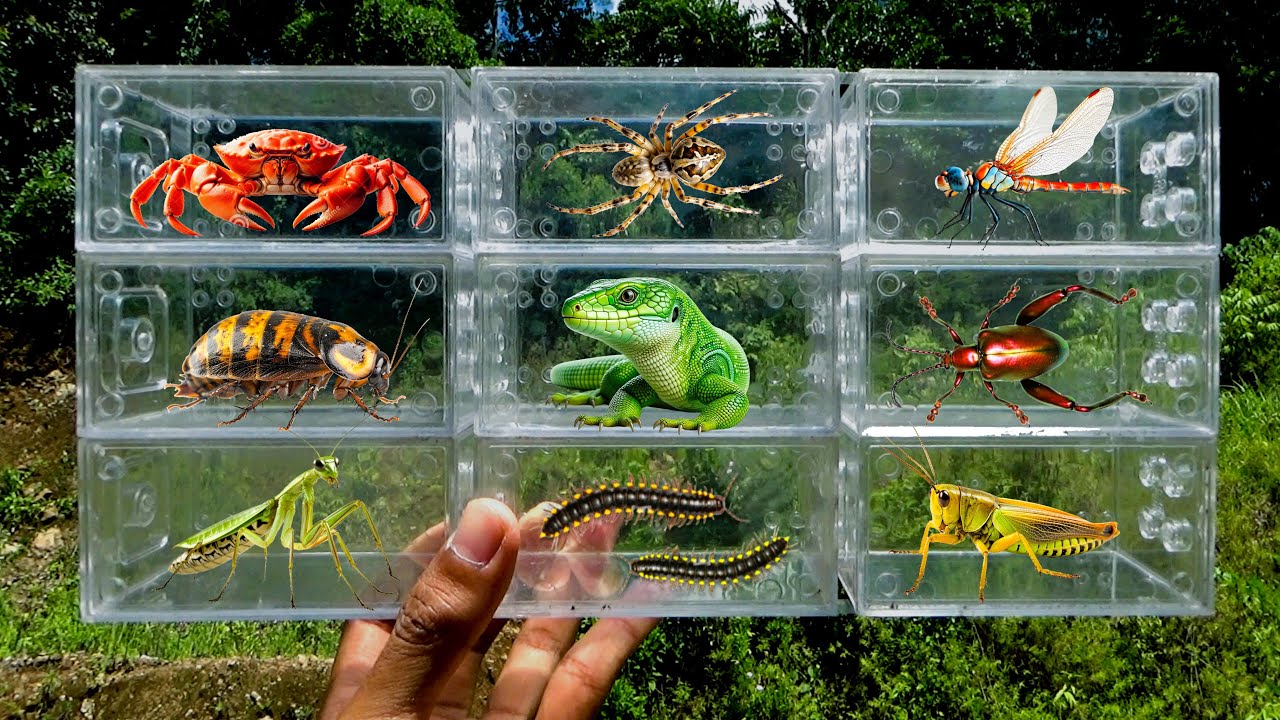 I searched for insects in the garden I got Lizard, Mantis, Grasshopper, Beetle, Dragonfly, Spider