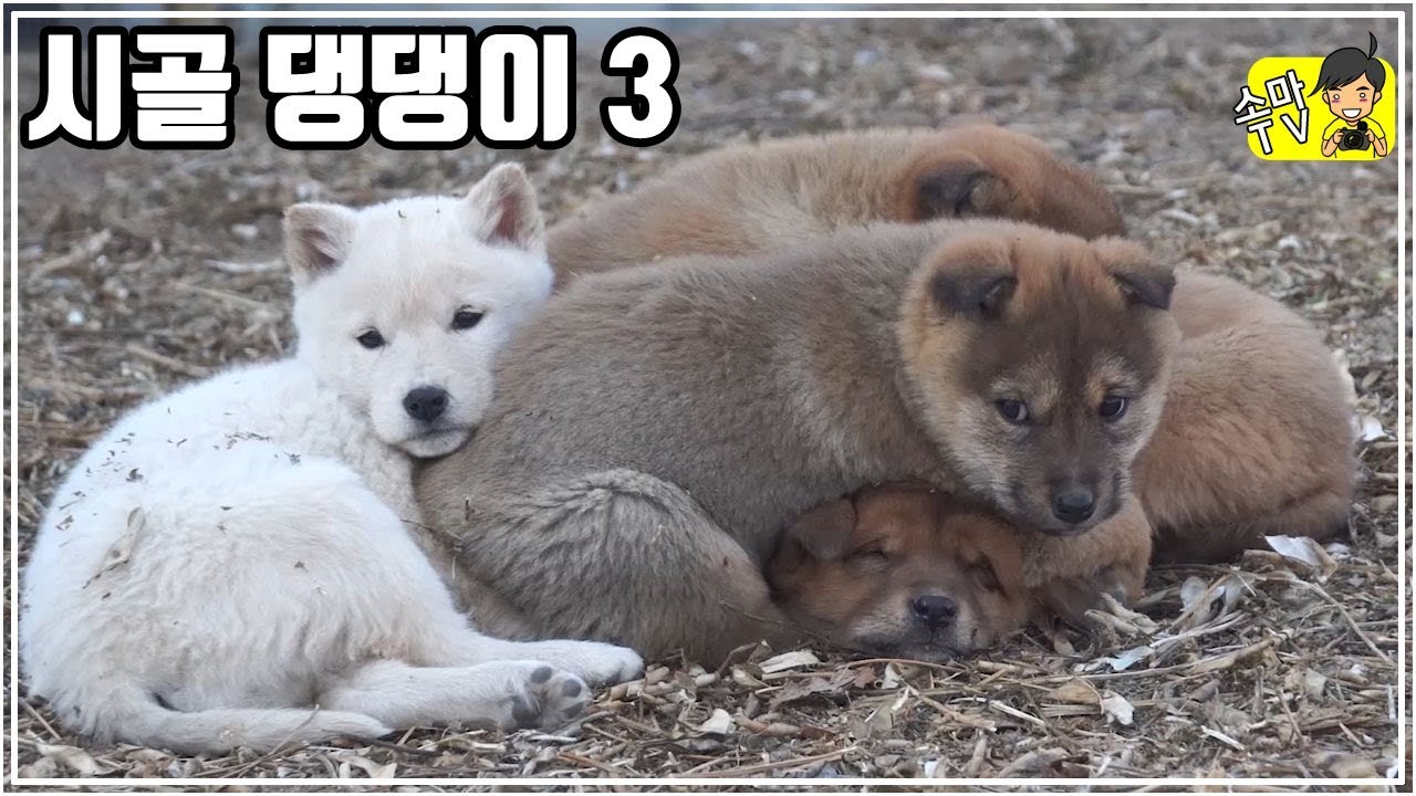 시골 강아지 #3