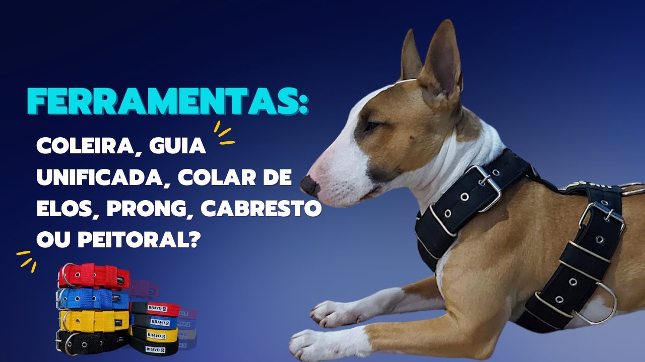 Ferramentas: Coleira, Guia unificada, Colar de Elos, Prong, Cabresto ou Peitoral?