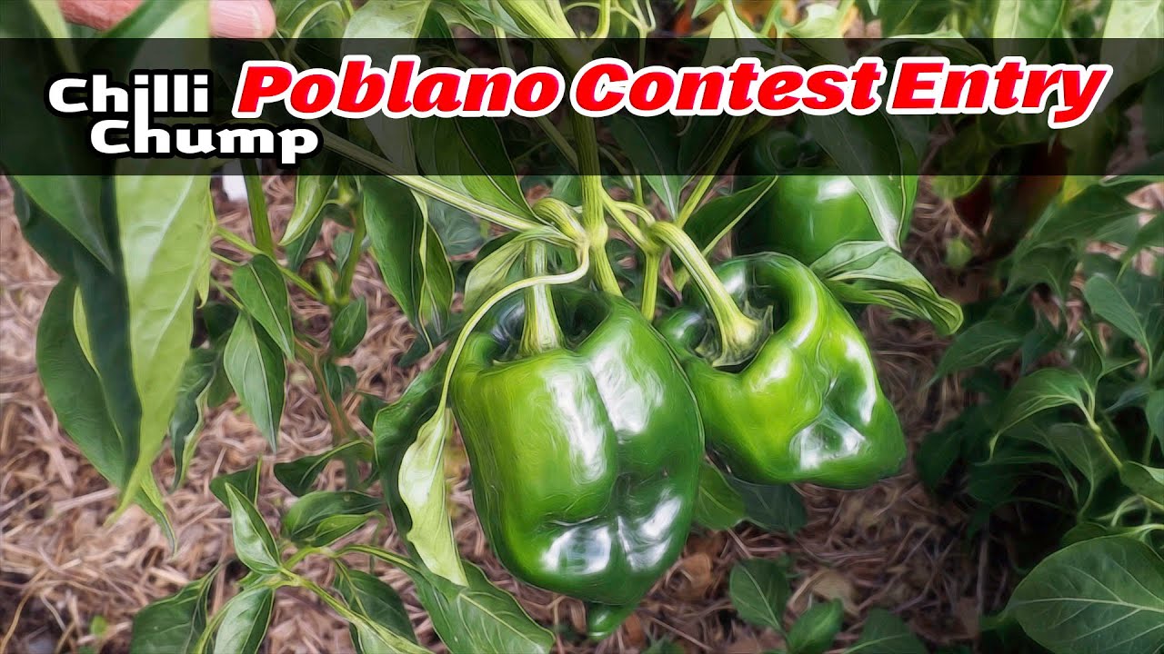 Chillichump Poblano Contest Entry