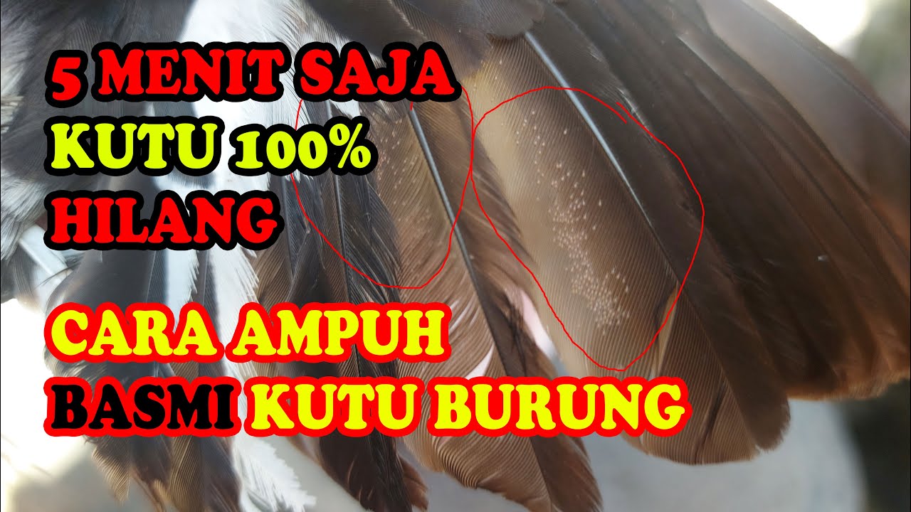 CARA AMPUH 100% HILANGKAN KUTU BURUNG KACER MURAI BARU KENARI JALAK