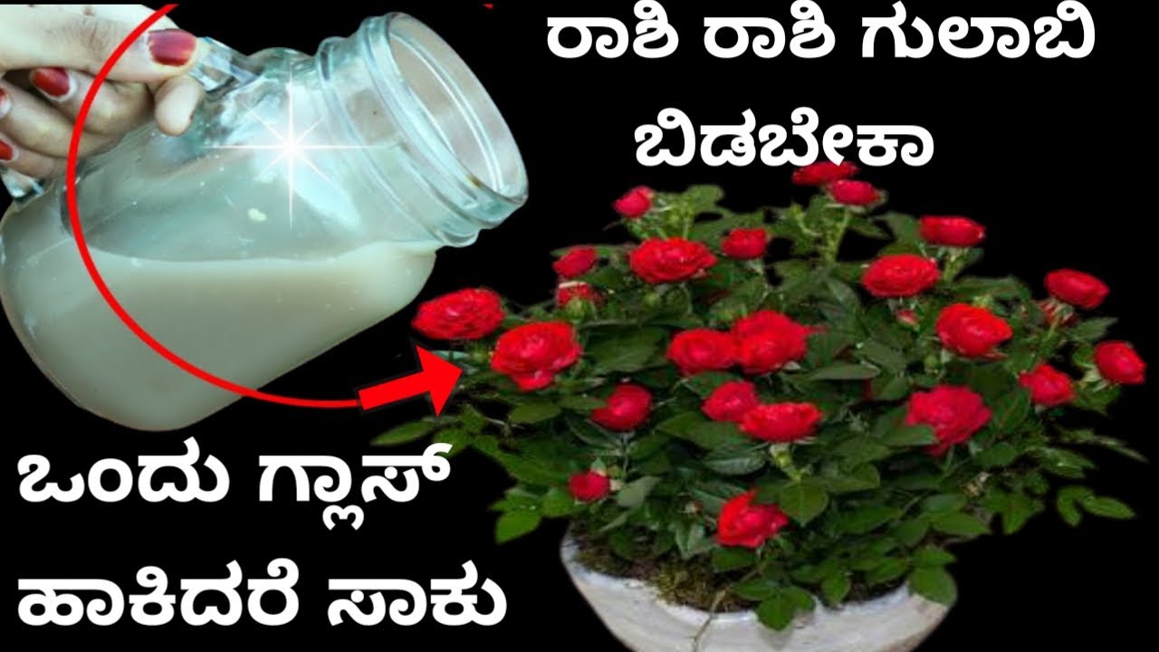 ಒಂದು ಗ್ಲಾಸ್ ಹಾಕಿ ಸಾಕು, ನಿಮ್ಮ ಗಿಡ ತುಂಬಾ ರಾಶಿ ರಾಶಿ ಹೂ ಬಿಡುತ್ತೆ| Rose plant fertilizer | Gardening Tips