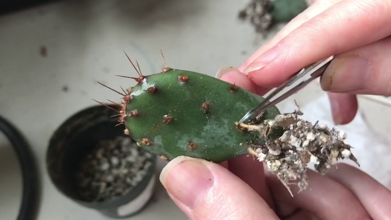 Rooting Cactus Paddles, Eggs, Scale, And Repotting