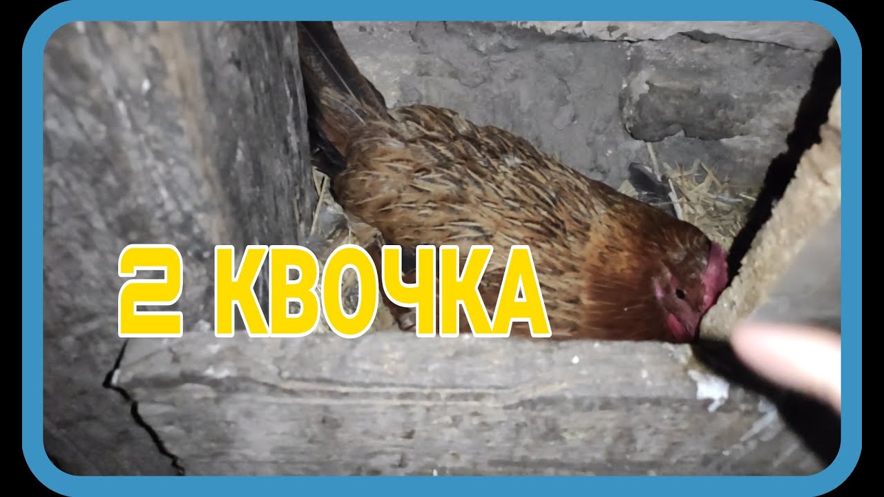 Тауык курык болып жатыр,кожектер