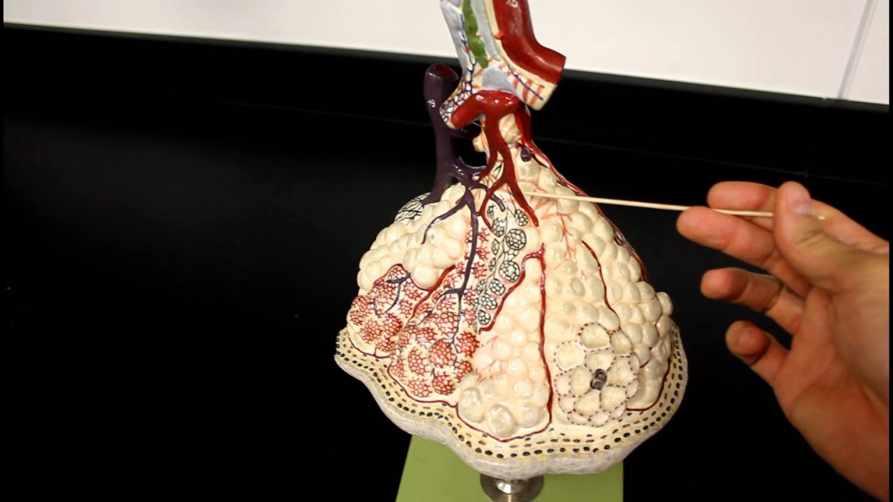 RESPIRATORY SYSTEM ANATOMY: Bronchiole to alveoli model