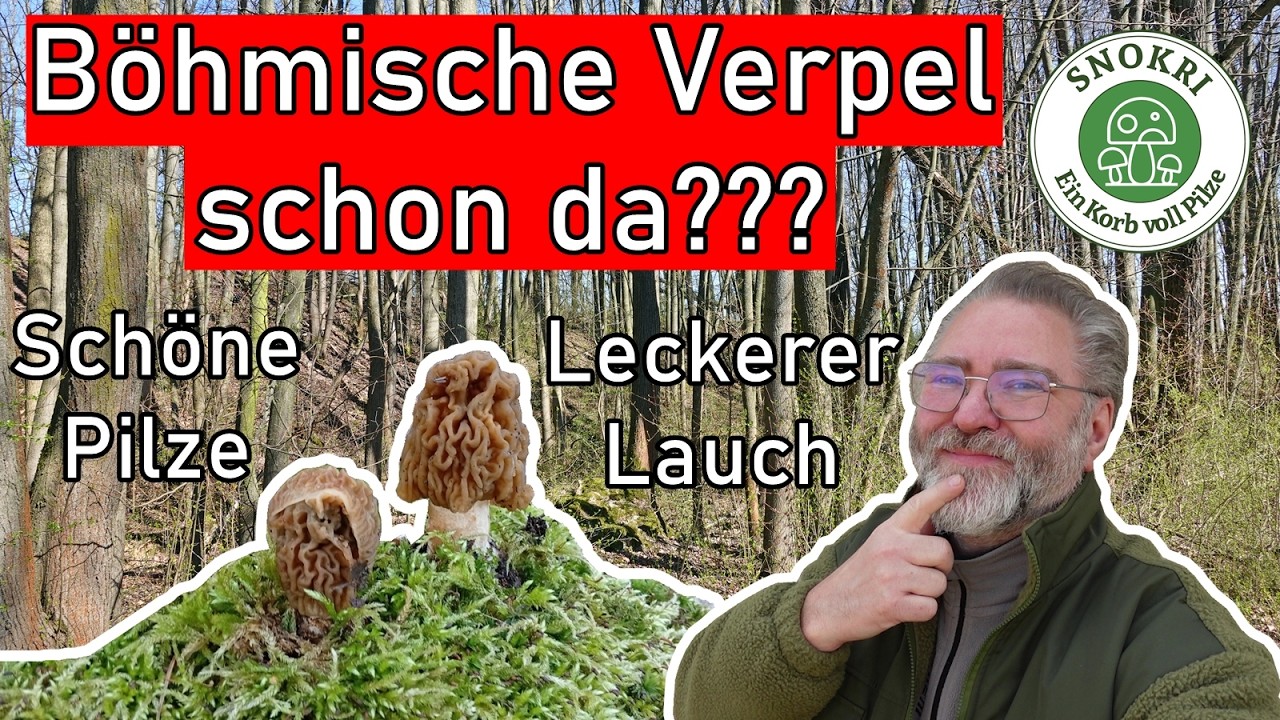 B&ouml;hmische Verpel schon da??? Sonnige Pilz-Tour und Wilder Schnittlauch