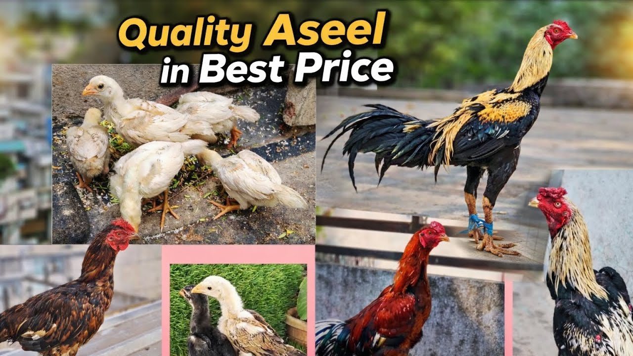 Quality wala Aseel in Best price for sale in Hyderabad ❤️‍🔥