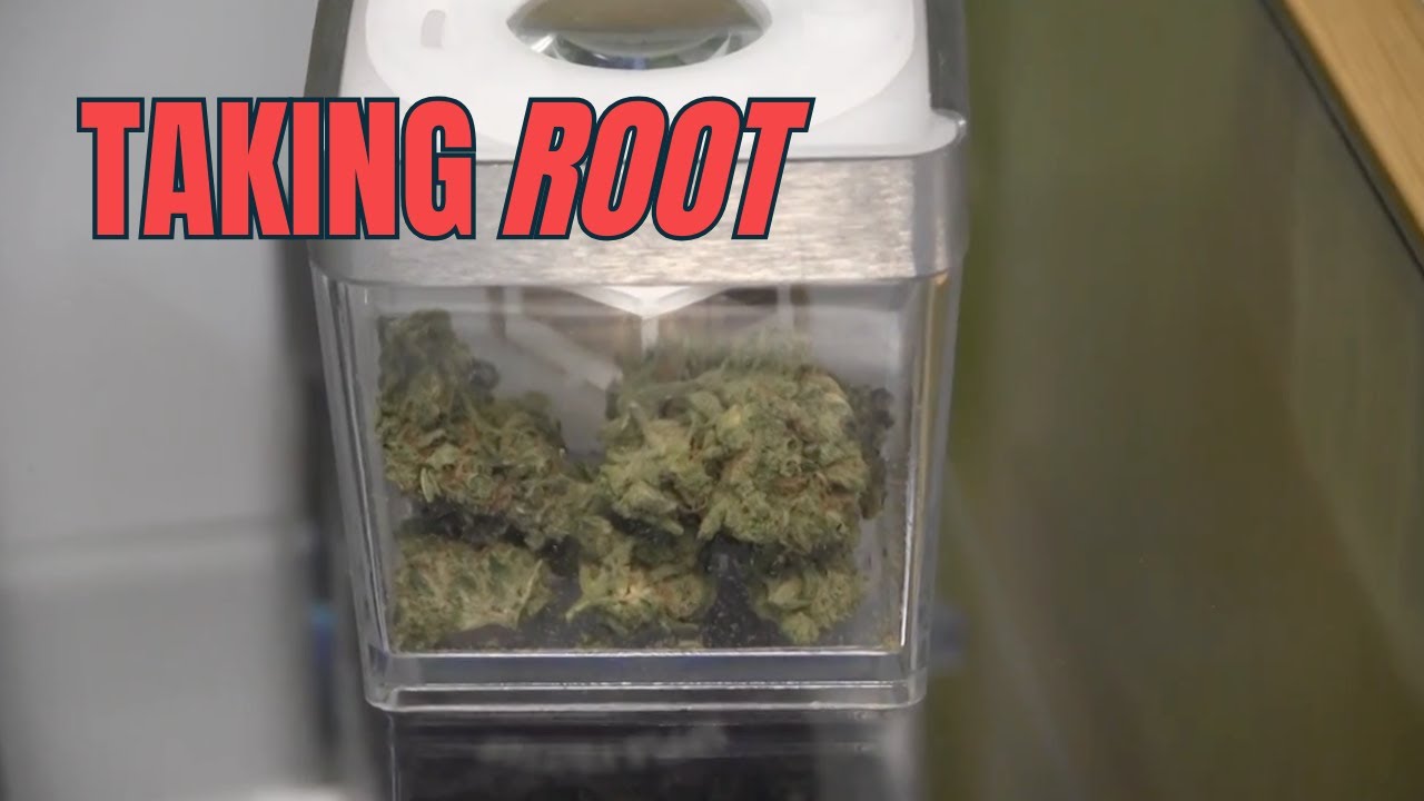 Legally Rooted celebrates one year in Meridian
