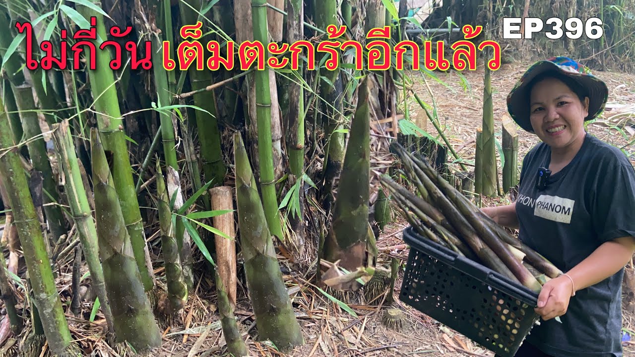 9/6/21ไผ่เลี้ยงน้องหน่อโตไวมากมีแต่หน่ออ่อนๆออกเต็มกอเลย