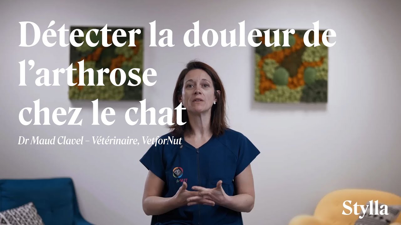 Arthrose chez le chat : comment reconnaître les signes ? | Dr. Maud Clavel