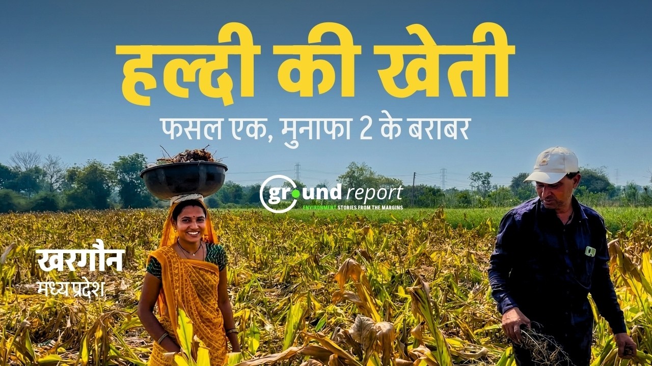 Earn ₹4 Lakh from Haldi Ki Kheti in Just 1 Acre Land | Khargone Farmer Couple's Inspiring Story