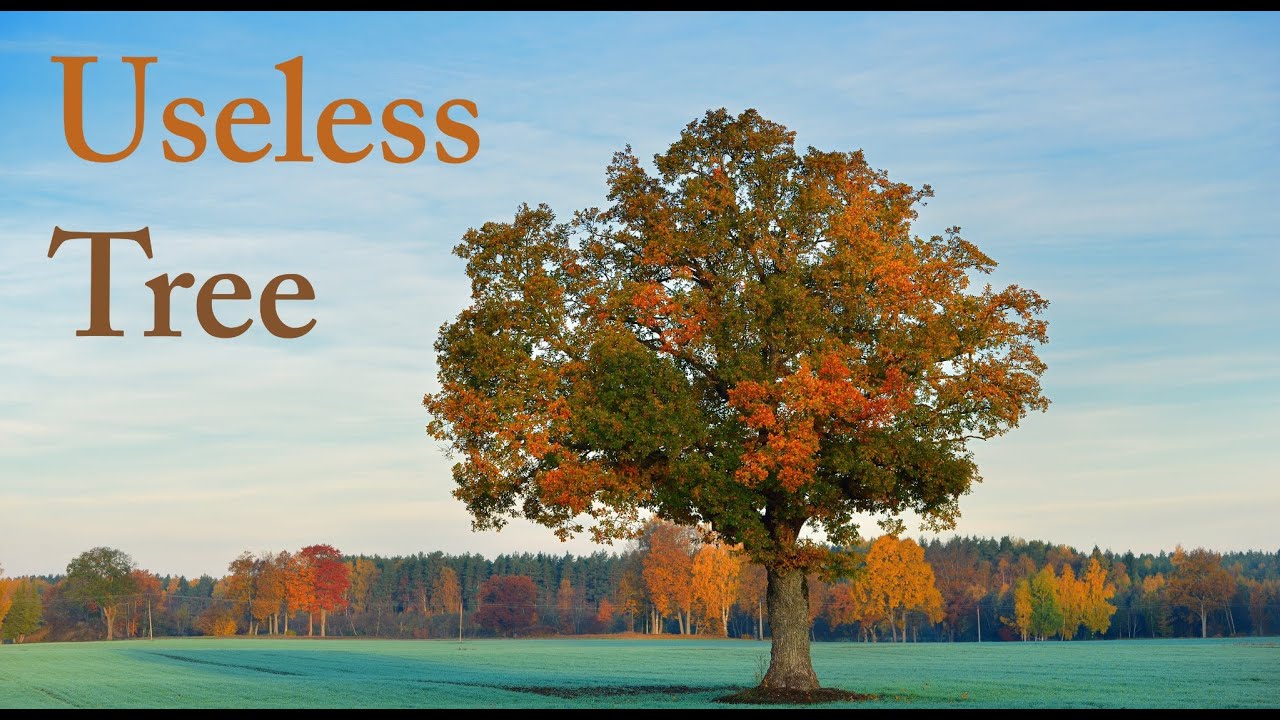 The Useless Tree - A Taoist Story