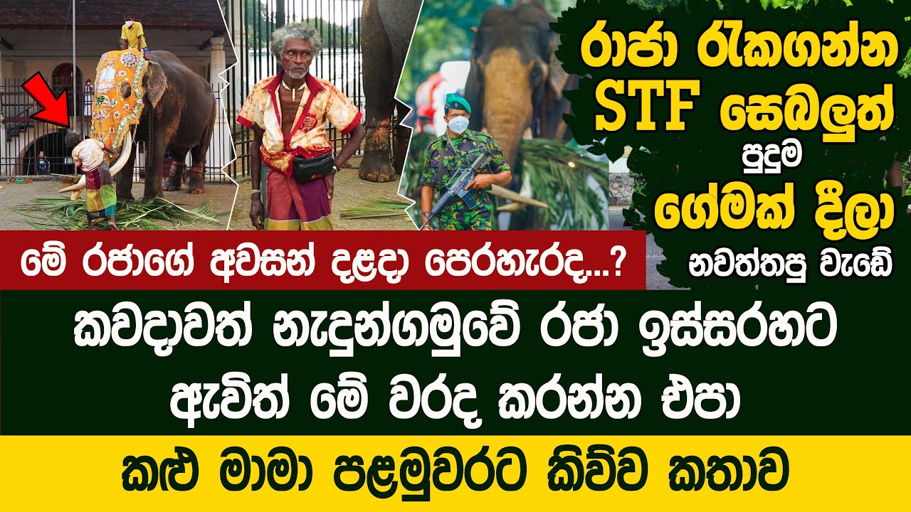 නැදුන්ගමුවේ රජා ඉස්සරහට කැමරා ෆෝන් උස්සගෙන ඇවිත් මේ වරද කරන්න එපා -  Nadungamuwe Raja Dressing