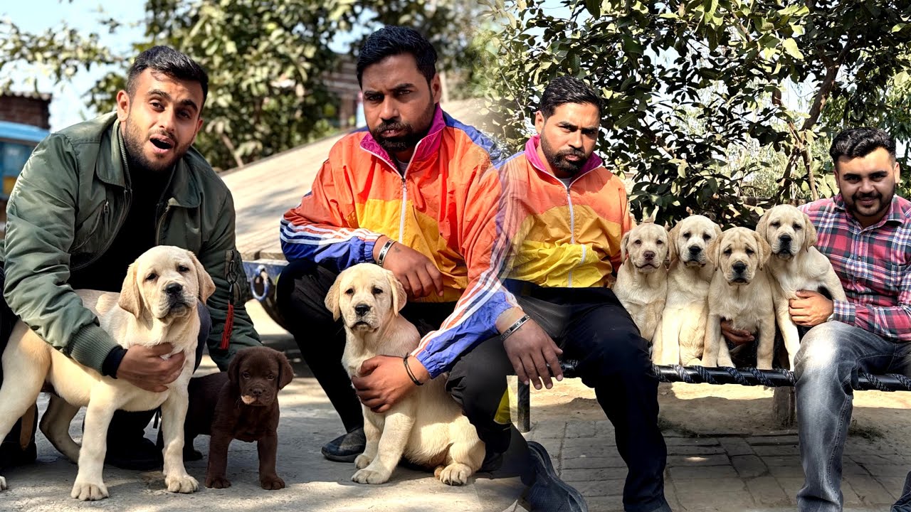 Chinese Mix American Labrador in Haryana😱(INDIA)