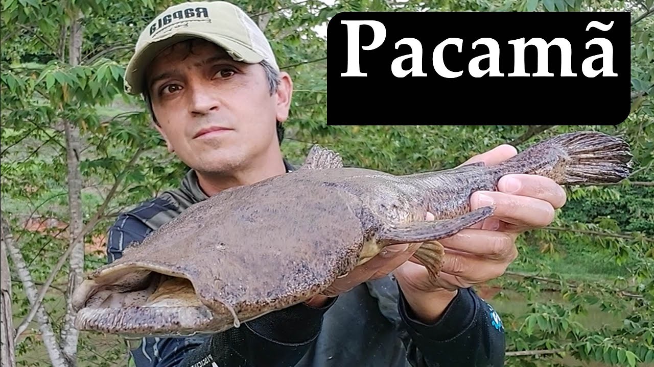 Pacamã ou Bagre Sapo!!! Que Peixe diferente!!