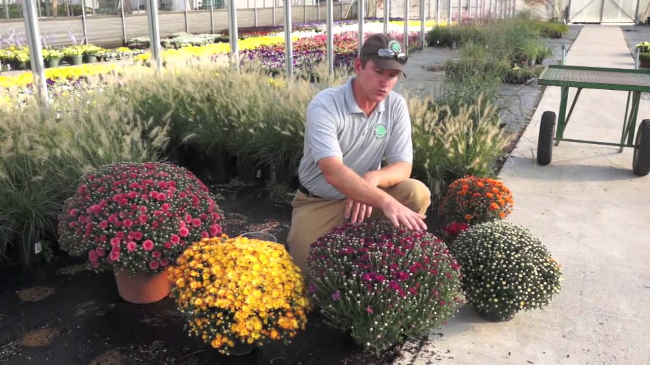 Mum Selection and Care