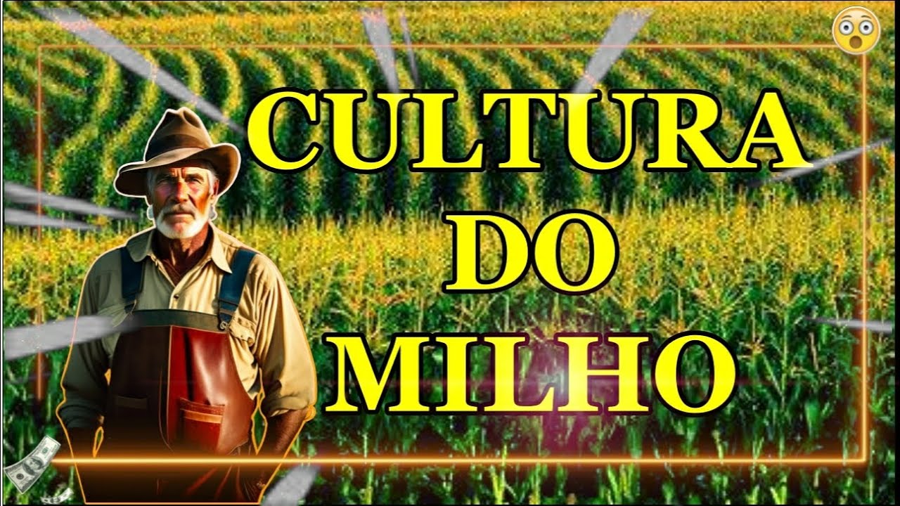 Cultivo de milho do plantio a colheita