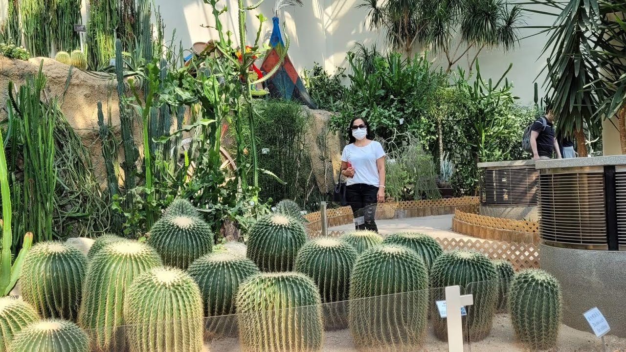 Cactus in Hongkong Park..