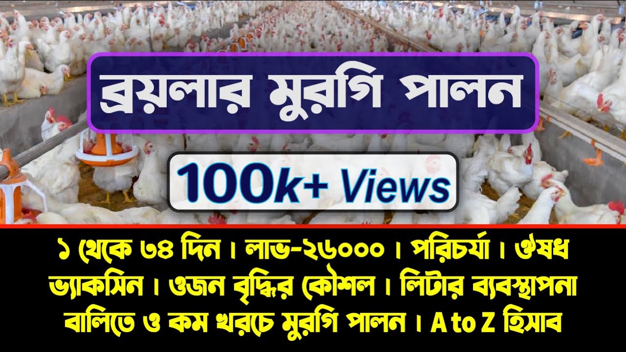 ব্রয়লার মুরগি পালন | ১ থেকে ৩৪ দিন | লাভ-26000 | পরিচর্যা | ভ্যাকসিন | ঔষধ | ওজন বৃদ্ধির কৌশল