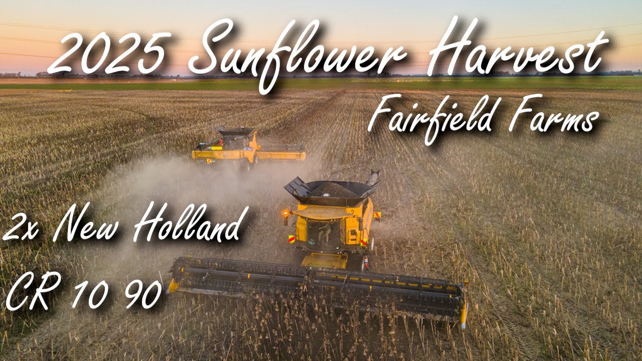 2025 Fairfield farms sunflower harvest with 2x New Holland CR 10 90