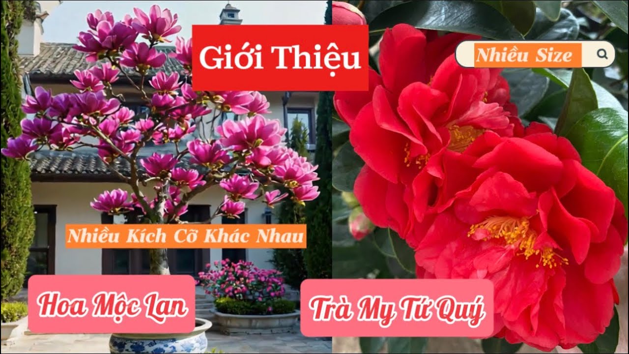 31/12 Giới Thiệu Về Cây Trà My Tứ Quý Sẵn Hoa Và Hoa Mộc Lan Sẵn Nụ Chơi Tết 2026 ☎️092.391.2111