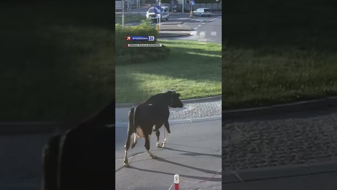 Krowa zwiedzała miasto! Policja ruszyła do akcji