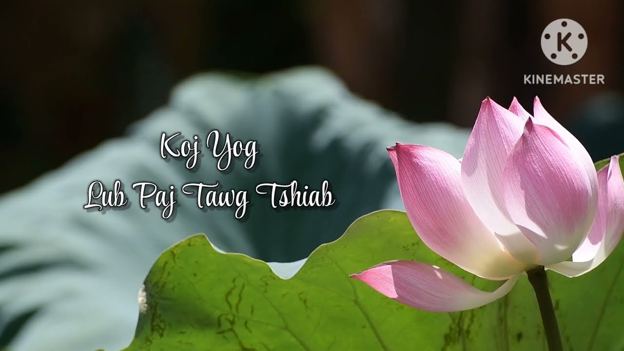 Koj Yog Lub Paj Tawg Tshiab (lyric) - Tsua Muas