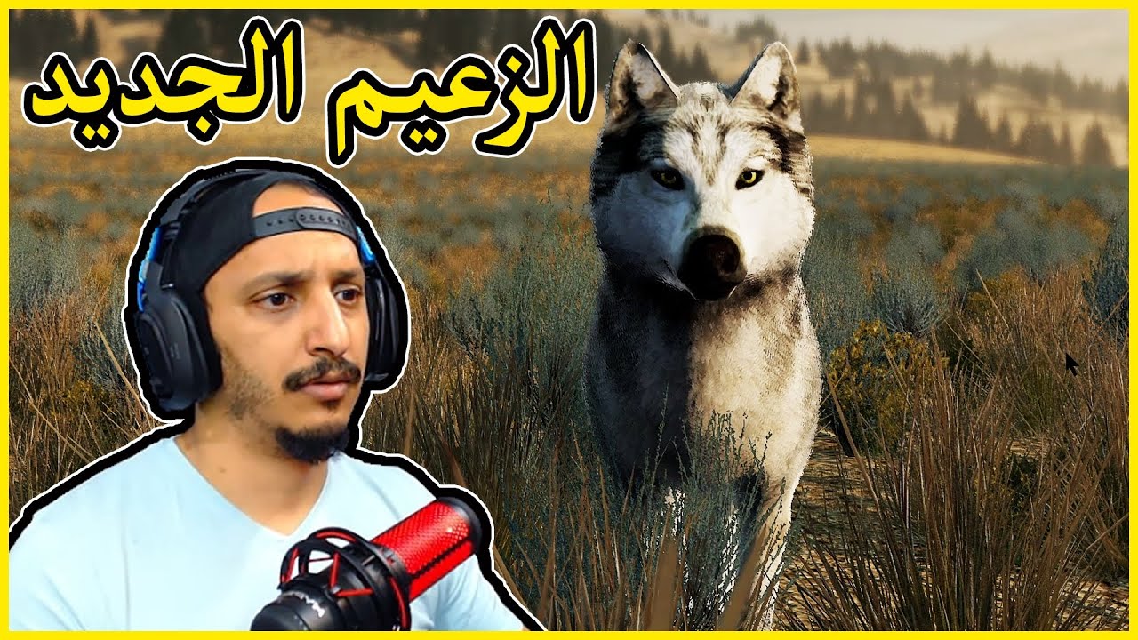 حياة الذيب | ذيب جديد على الغابة ولازم يثبت نفسه Wolf Quest
