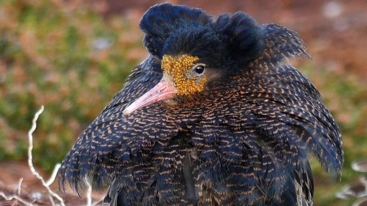 Ruff - Animal of the Week