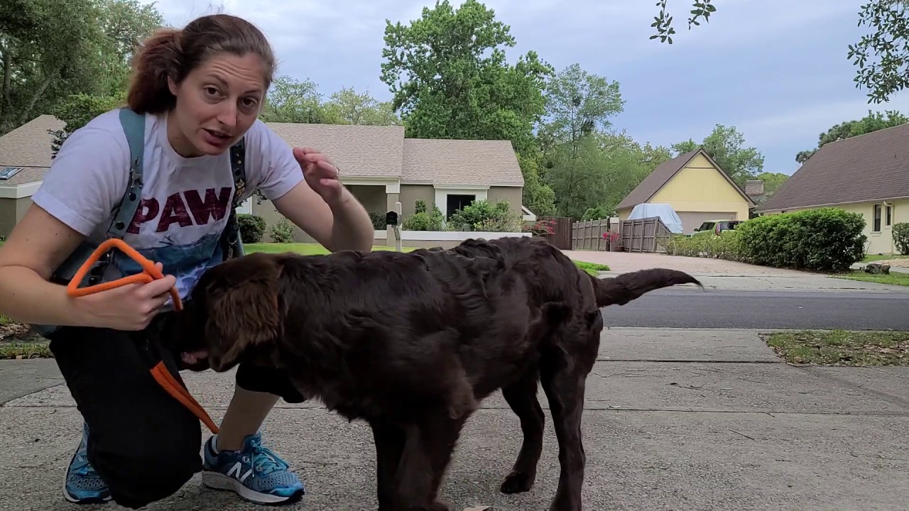 Introducing Your Dog to Leash Guidance with a Slip Lead - Take the Lead K9 Training