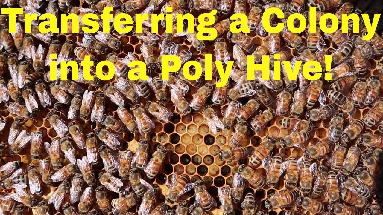 🔵Switching to a Poly Hive | Package vs Nuc Challenge