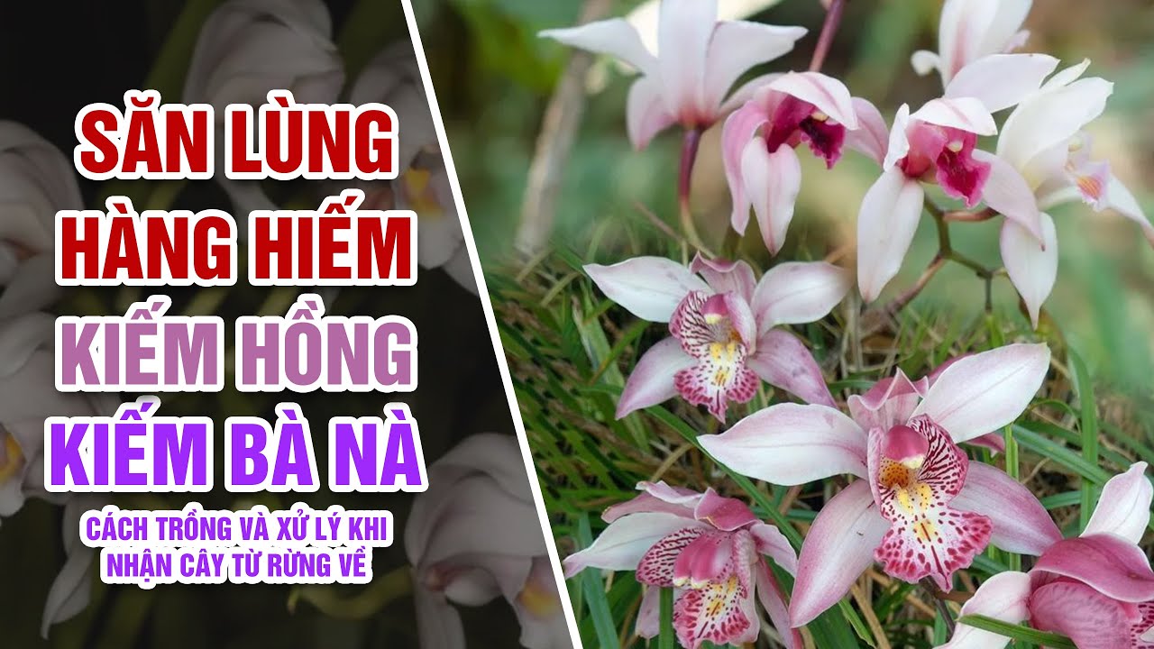 Địa Lan Kiếm Hồng Là Gì? Vì Sao Ngày Càng Nhiều Người Săn Tìm