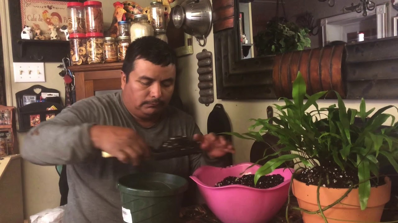 Kangaroo Foot Fern Repotting and Propagating