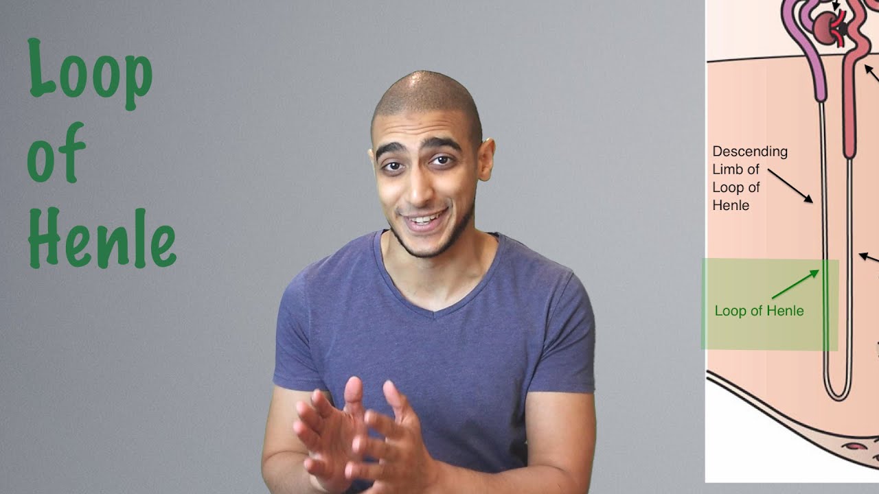 Loop of henle  شرح بالعربي
